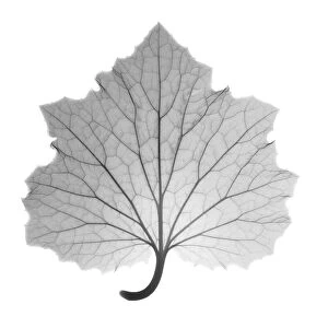 Ragwort senetti (Pericallis sp. ) leaf, X-ray