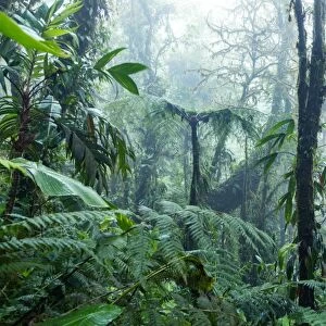 Rainforest, Monteverde cloud forest, Costa Rica