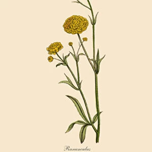 Ranunculus or Buttercup Plants, Victorian Botanical Illustration