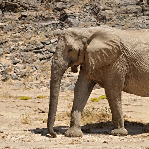 Rare Namibian Desert Elephant -Loxodonta africana-, Hoanib River, Namib desert, Kaokoland, Kaokoveld, Kunene Province, Namibia