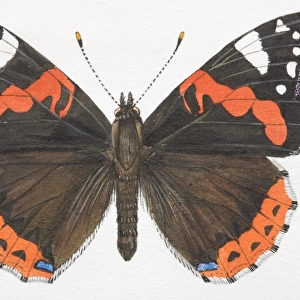 Butterfly Art Prints: White Admiral