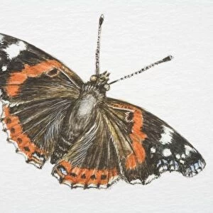 Red Admiral butterfly (vanessa atalanta)