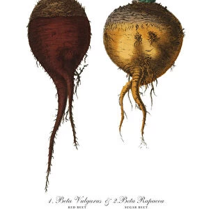 Red Beet & Sugar Beet, Root Crops and Vegetables, Victorian Botanical Illustration