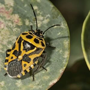 Red Cabbage Bug -Eurydema ornata-, yellow color variant, on the leaf of a caper bush, Rhodes, Greece