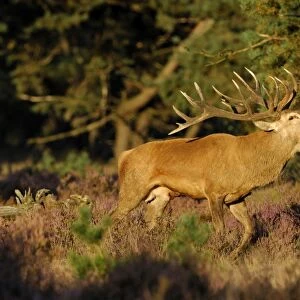 Red Deer -Cervus elaphus- stag, or royal stag, in heathland, in the evening light, Hoge Veluwe, The Netherlands