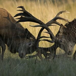 Red Deer -Cervus elaphus-, stags fighting, Copenhagen, Denmark