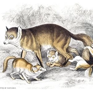 Red fox engraving 1840
