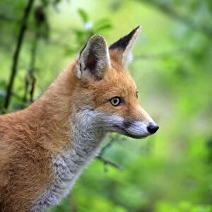Red Fox -Vulpes vulpes-, adult, alert, captive, Hanau, Hesse, Germany