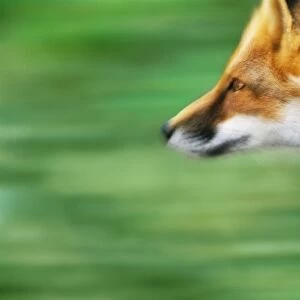 Red fox (Vulpes vulpes) running, side view, close-up (blurred motion)