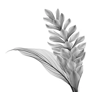 Red ginger flower and leaf, X-ray