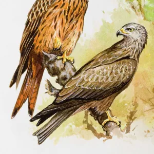 Red kite (Milvus milvus), two birds perching on a branch, one perching on top end of branch, the other looking over shoulder