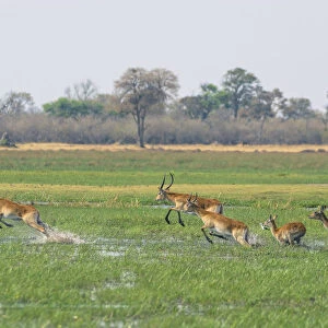 Red lechwe (kobus leche) leaping through water, Khwai Concession, Okavango Delta, Botswana