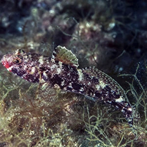 Red-mouthed goby -Gobius cruentatus-, Mediterranean Sea, Croatia