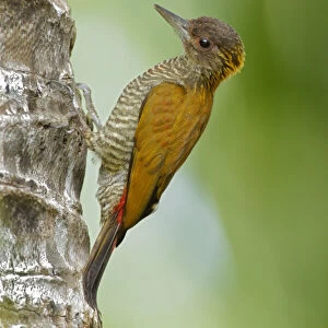 Woodpeckers Collection: Red Rumped Woodpecker