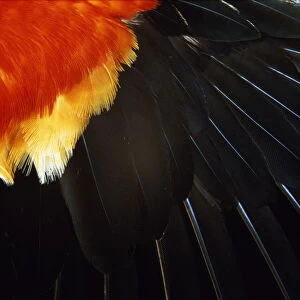 Red-winged Blackbird, wing feathers, section