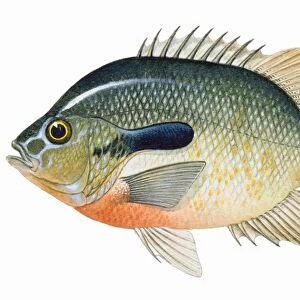 Redbreast Sunfish (Lepomis auritus), freshwater fish