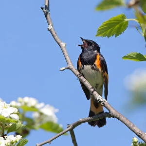 Redstart singing