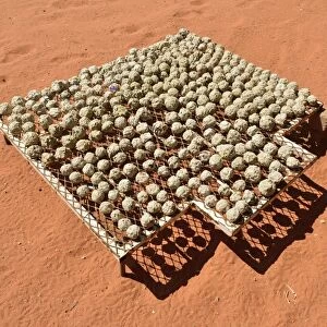 Renewable energy, balls of recycled paper, papier mache, paper mache, drying in the sun, Namibia