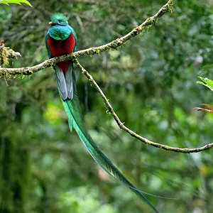 Trogons Jigsaw Puzzle Collection: Related Images