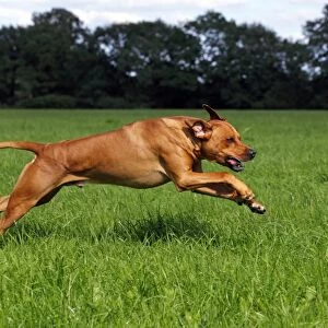 Rhodesian Ridgeback, two year-old male, on the move, running over a meadow