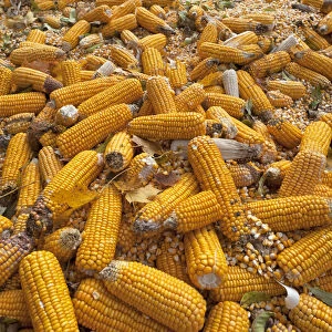 Ripe corncobs, Maize -Zea mays subsp. mays- on a trailer, Bavaria, Germany