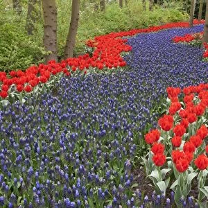 River of flowers, Keukenhof gardens, Netherlands