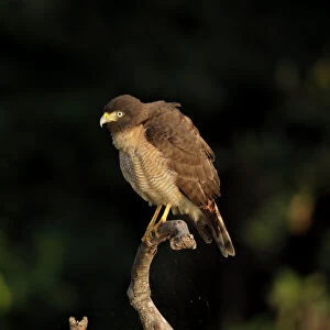 Accipitridae Collection: Roadside Hawk