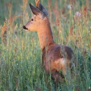 Roe deer -Capreolus capreolus-, buck with abnormal antlers, in the evening light, Allgau, Bavaria, Germany
