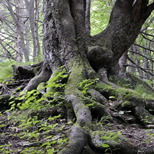 Roots of an old Beech -Fagus-, rockery, Tiesnavy, Mala Fatra National Park, Slovakia, Europe