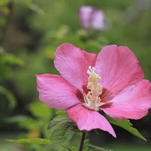 Rose mallow -Hibiscus syriacus-, NRW, Germany