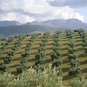 Rows of Young Trees on the Hillside