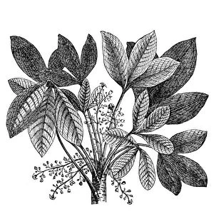 Rubber plant (Siphonia elastica)