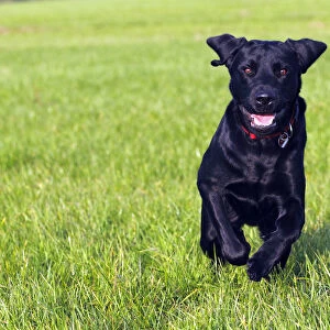 Running young black Labrador Retriever dog (Canis lupus familiaris), male, domestic dog