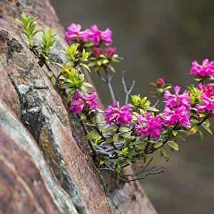 Rusty-leaved Alpenrose -Rhododendron ferrugineum-, Kaunertal valley, Tyrol, Austria