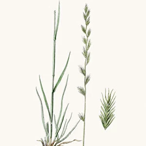 Rye grass weed plant