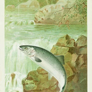 Salmon leap chromolithograph 1896