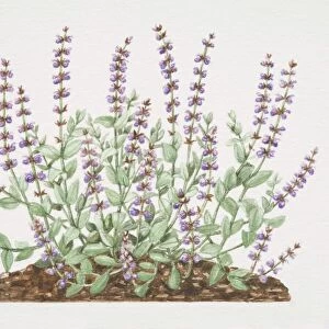 Salvia officinalis, Common Sage plant