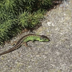 Sand Lizard -Lacerta agilis-, male, Burgenland, Austria, Europe