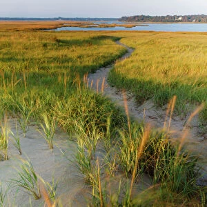Sandy path through dune grass at Coast Guard Beach, Eastham, Cape Cod National Seashore, Massachusetts, USA