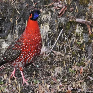 Satyr tragopan, Tragopan satyra.. Satyr tragopan For sale as Framed