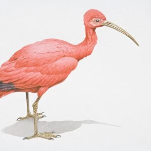 Scarlet Ibis, Eudocimus ruber, bright pink bird with a long curved bill