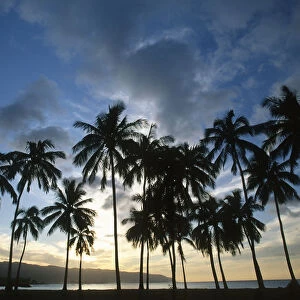 Scenic View of Silhouetted Palm Trees at Sunset