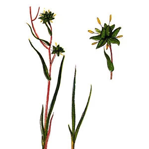 Scheuchzeria palustris (Rannoch-rush, or pod grass)
