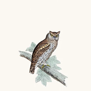 Scope-eared owl