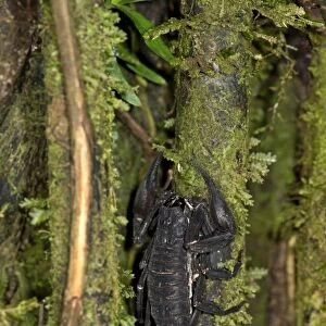 Scorpion genus Tityus, Buthidae family, Tambopata National Reserve, Madre de Dios region, Peru