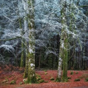 Scottish forest