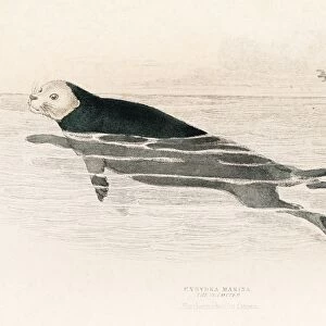 The sea otter engraving 1855