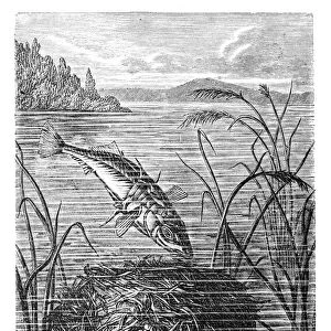 Sea stickleback (Gasterosteus leirus)