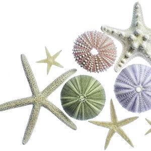 Sea urchins and starfish