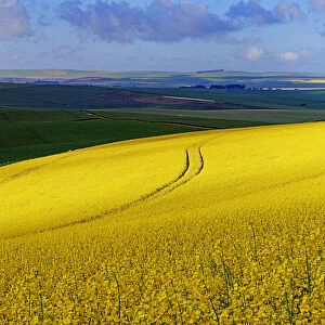 A section of a farm with sunlit canola and wheat fields with the tracks of a harvester running through the canola field, Swellendam, Western Cape South Africa